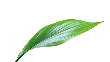 Green tropical leaves as element on transparent background