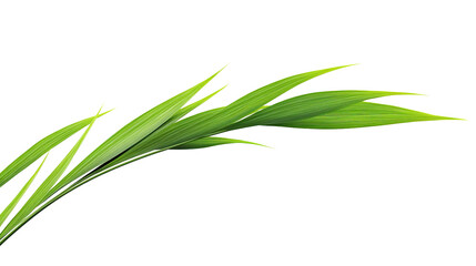 Fototapeta premium Green tropical leaves as element on transparent background