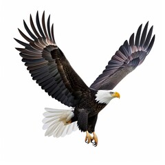 Obraz premium Magnificent eagle soaring in the sky vector white background 31129 bird, eagle, flight, flying, sky, fly, wings, nature, wildlife, bald, animal, raptor, blue, bald eagle, wing, hawk, wild, vulture, pr