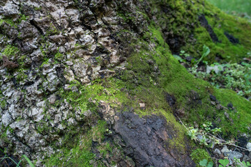 a tree trunk covered inwoods jungle backyard green rustic