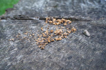 a piece of wood withwoods jungle backyard green rustic