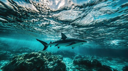 A majestic shark gracefully glides through crystal-clear waters, showcasing its natural beauty and power beneath the ocean surface.