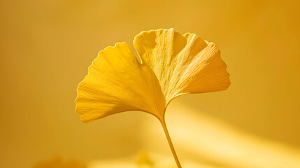Ginkgo leaf with a fan shape and yellow color