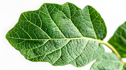 Obraz premium Sassafras leaf with its unique shape