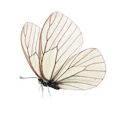 Beautiful butterfly isolated on a white background.