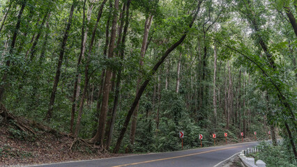 The asphalt road in the rainforest bends. Turn signals on the side of the road. Impenetrable...