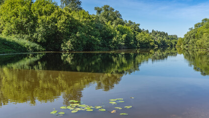 A calm river. There are lush thickets of green deciduous trees on the banks. The leaves of water lilies on the surface. The blue sky. Reflection in the water. A sunny summer day.