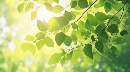 枝の間から陽光が差し込む美しい緑の葉1