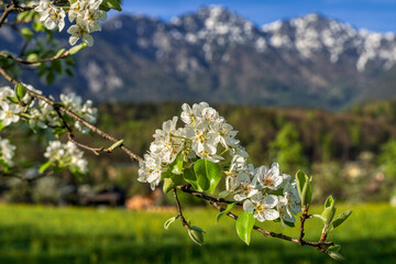 Frühling im Salzkammergut