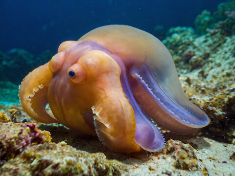 dumbo octopus