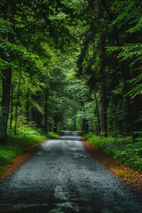Fototapeta premium Tranquil nature landscape: scenic forest road with trees, highway, and path
