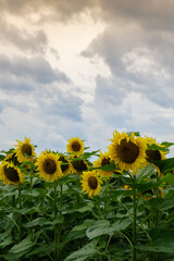 Sunflower field in blu cloudy sky background. Copy space for your text. Natural botany backdrop on gold sunset. Setting sun on field of yellow sunflowers. Flowering meadow on beautiful summer
