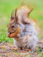 Squirrel eats a nut while sitting in green grass. Eurasian red squirrel, Sciurus vulgaris