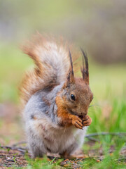 Squirrel eats a nut while sitting in green grass. Eurasian red squirrel, Sciurus vulgaris