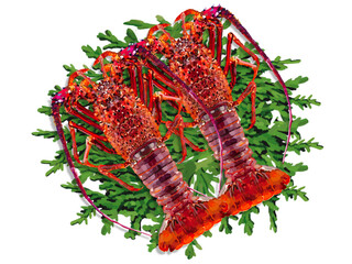 伊勢海老（2尾）ヒノキの葉付き