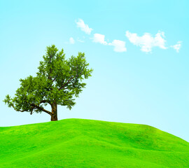 Obraz premium Big tree with field of green grass on blue sky background