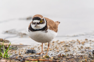 Little ringed plover (Charadrius dubius), bird standing on the lake shore