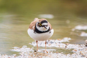 Little ringed plover (Charadrius dubius), bird standing on the lake shore