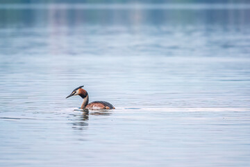 The waterfowl bird Great Crested Grebe swimming in the calm lake