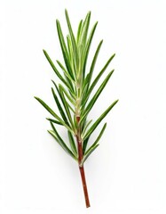 Obraz premium rosemary sprigs on a white background, isolated