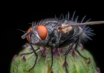 Macro shot of a common fly on a green plant with black background.