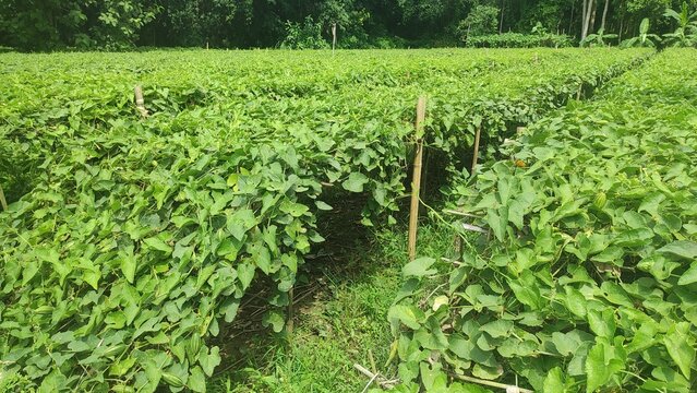 pointed gourd plant, pointed gourd, pointed gourd tree in india,	