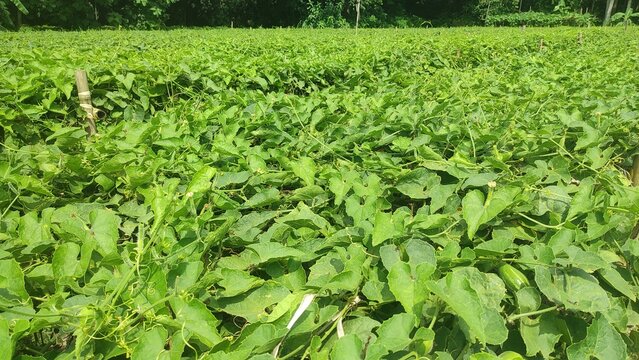 "Nature's Bounty: Pointed Gourd Plant in Full Bloom"