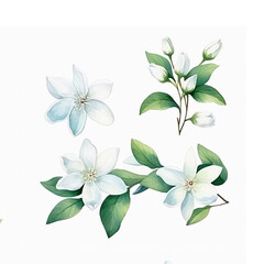 Watercolor Jasmine flower hand drawn illustration isolated on white background, Jasmin plant for design greeting card, wedding invitation, cosmetic design