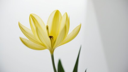 yellow flower on a green background