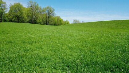 Green grass field and blue sky 22