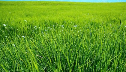 Obraz premium Green grass field under blue sky and white clouds during daytime 18