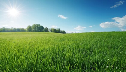 Green grass field under blue sky and white clouds during daytime 16