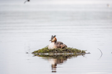 Great Crested Grebe, Podiceps cristatus, water bird sitting on the nest, nesting time on the green lake