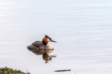 The waterfowl bird Great Crested Grebe swimming in the lake near its nest with eggs