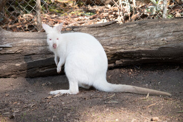 The albino wallaby is all white with a pink nose and ears