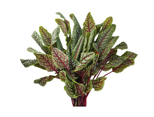 Red Veined Sorrel, Rumex sanguineus bush plant on a white background with clipping path.Bloody dock...