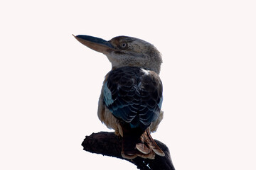 Fototapeta premium The Blue-winged Kookaburra is a large kingfisher with a big square head and a long bill. It has a distinctive pale eye.