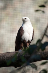 The brahminy kite is distinctive and contrastingly coloured, with chestnut plumage except for the white head and breast and black wing tips.