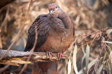 The Brown Cuckoo-Dove is a large brown pigeon of rainforests, with a very long, tapering tail.
