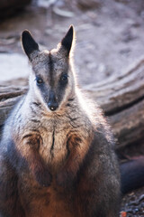 Obraz premium The southern Brush-tailed Rock-wallaby has a characteristic, long, dark tail that is bushier towards the tip.