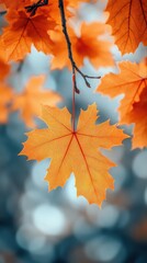 Fototapeta premium Autumn leaves on a golden blurred background