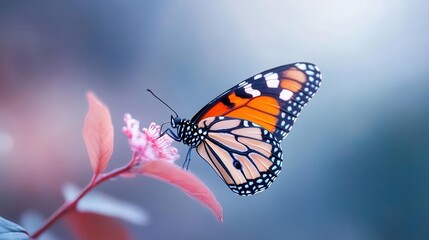 Obraz premium A vibrant monarch butterfly perched on a delicate pink flower, showcasing nature's beauty and intricate details.