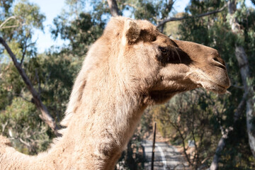 Camels are mammals with brown eyes, long lashes, a big-lipped snout and a humped back.