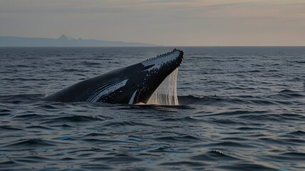 Obraz premium Southern Right Whale (EU Balaena australis), female with calf at sunset, Parque Nacional Peninsula Valdes, Argentina, South America, Orca tail fin, Puget Sound, Washington, US.