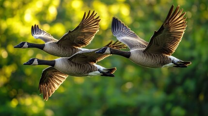 canada geese flying across a pond during autumn