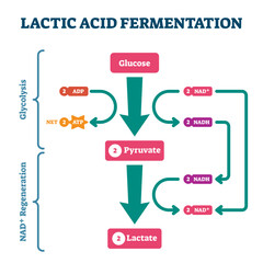 Lactic acid fermentation process scheme, labeled illustration diagram, transparent background. Biological stages with glucose, pyruvate and lactate regeneration system. Bio science explained.