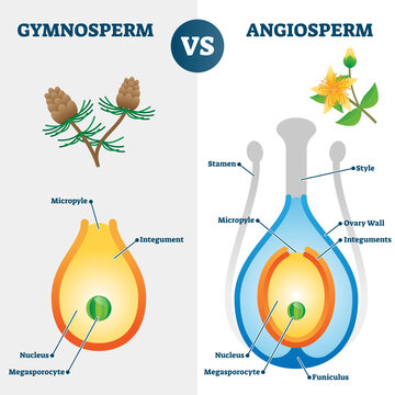 Gymnosperm vs angiosperm illustration, transparent background. Labeled educational scheme with plants fertilization style and differences.