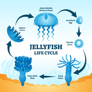Jellyfish life cycle educational labeled diagram illustration with development stages from fertilized egg, to planula larva, polyp phase, polyp with buds, ephyra larva to adult medusa phase.