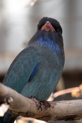 The dollar bird has mostly dark brown upperparts, washed heavily with blue-green on the back and wing coverts.