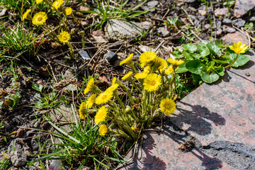 Blooming coltsfoot plant (tussilago farfara) in a forest at early spring